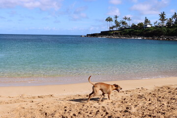 dog on the beach