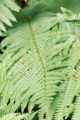 fern leaf in the forest