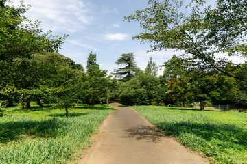 path in the park