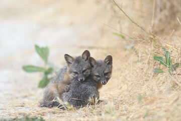 Island Fox Bonding