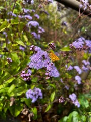 Butterfly in the flowers