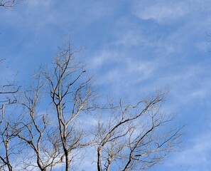 tree against sky