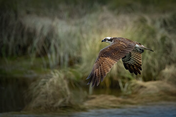 Osprey in flight