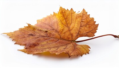 Fototapeta premium old autumn grape leaf isolated on white background