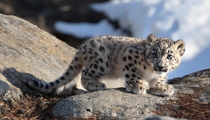 Naklejka premium single snow leopard cub prowling on rocky surface