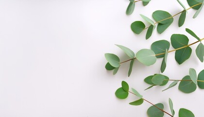 green eucalyptus branches on a white background flat lay top view