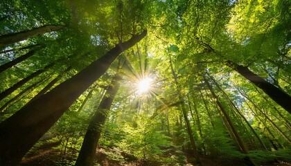 moving shot of sunlight shining through forest canopy low angle view