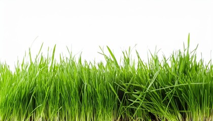 Fototapeta premium grass isolated on white clipping mask included