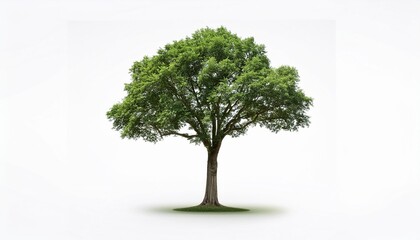 Obraz premium isolated tree is located on a white background