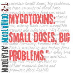 mycotoxins impact on poultry immunity, mycotoxin in poultry feed, effects of mycotoxins on poultry health, aflatoxin, ochratoxin, zearelenone, don, vomitoxin symptoms