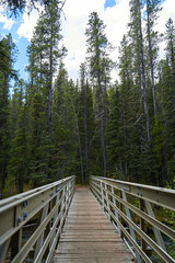 A bridge in a coniferous mountain forest.