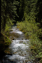 A clear mountain river flows through a coniferous forest in the Alberta mountains of Canada.