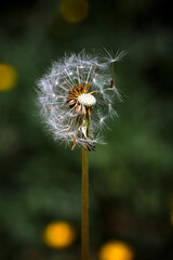 dandelion