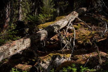 An old dry coniferous tree fell in a mountain forest on the shore of a lake.