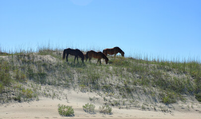 Corolla Beach - Outer Banks, North Carolina: The famous wild feral horses, descended from colonial-era Spanish mustangs that survived shipwreck grazing freely on the dunes.