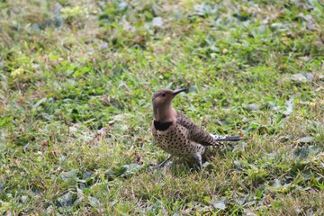 Northern flicker