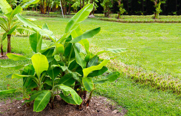Banana trees in the garden