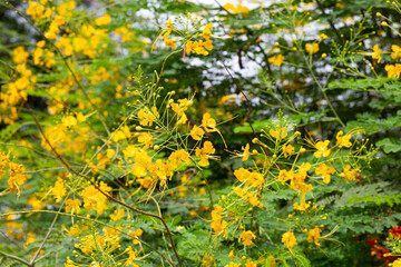 Flambuoyant tree, Flame of the forest, Peacock flower