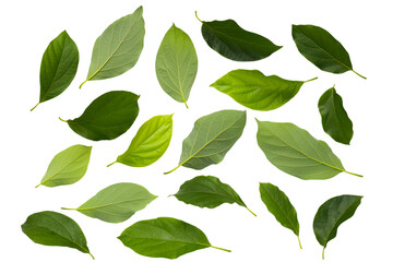 Fresh leaves of avocado fruit