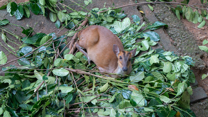 Lovely Brown Deer in the zoo
