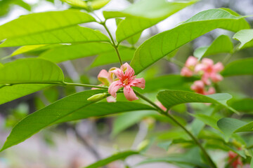 Wrightia hybrid flower with green leaves