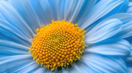 Close-up of Blue and Yellow Flower.
