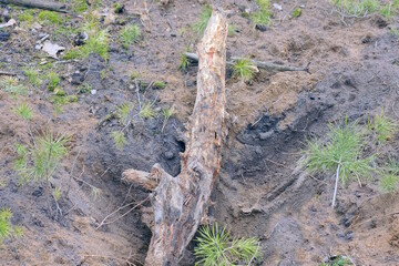 one log lies in a grey brown sand pit on the street