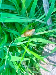 snail on a leaf
