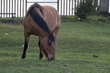 horse grazing