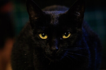 Dark Cat