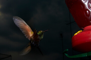 Colibrí mexicano captado al anochecer con flash, a control remoto, cerca de su comedero.  Muy colorida con fondo casi negro. Suspendido en el aire. © Alberto