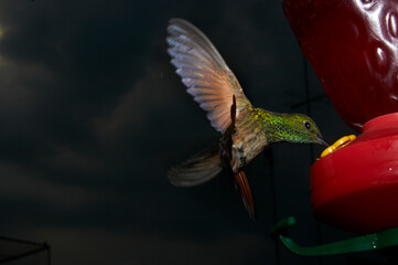 Colibrí mexicano captado al anochecer con flash, a control remoto, cerca de su comedero.  Muy colorida con fondo casi negro. Suspendido en el aire. © Alberto