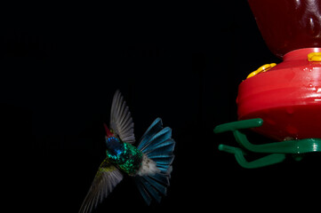 Colibrí mexicano captado al anochecer con flash, a control remoto, cerca de su comedero.  Muy colorida con fondo casi negro. Suspendido en el aire. © Alberto