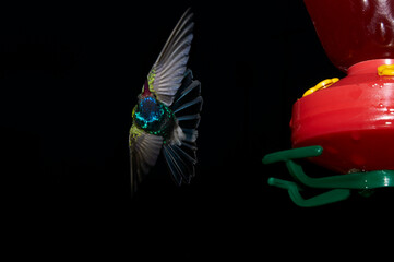 Colibrí mexicano captado al anochecer con flash, a control remoto, cerca de su comedero.  Muy colorida con fondo casi negro. Suspendido en el aire. © Alberto