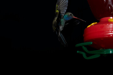 Colibrí mexicano captado al anochecer con flash, a control remoto, cerca de su comedero.  Muy colorida con fondo casi negro. Suspendido en el aire. © Alberto
