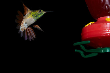 Colibrí mexicano captado al anochecer con flash, a control remoto, cerca de su comedero.  Muy colorida con fondo casi negro. Suspendido en el aire. © Alberto