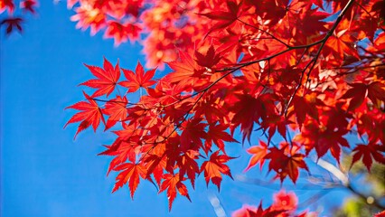 Vibrant red maple leaves against a blue sky , autumn, fall, foliage, seasonal, trees, nature, vibrant, red, maple