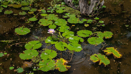 Purple lotus flower blooming over the water with green lotus leaf.