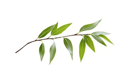 Fototapeta premium single willow whisper leave on a white background