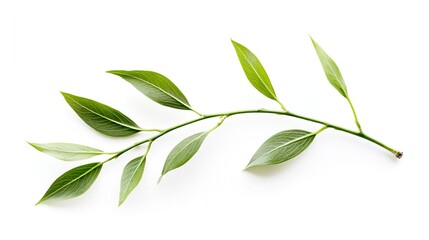 Fototapeta premium single willow whisper leave on a white background