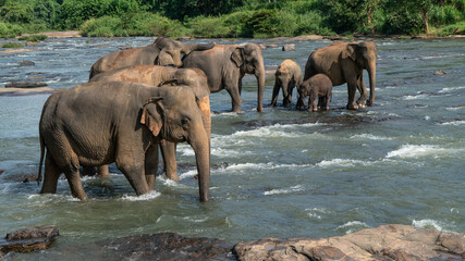 A herd of elephants are seen in the water in Pinnawala Elephant Orphanage, Sri Lanka