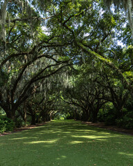 Beautiful grassy path lined on both sides by old live oak trees with spanish moss in captivating nostalgia of previous era in US history