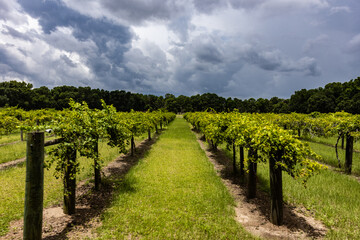 Naklejka premium beautiful rows of grape vines in vineyard with storm clouds in distance