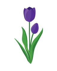 Beautiful tulip flower drawing art vector symbol
