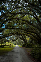 Fototapeta premium line of Giant live oak, covered in spanish moss, covering street in rows in Charleston, SC