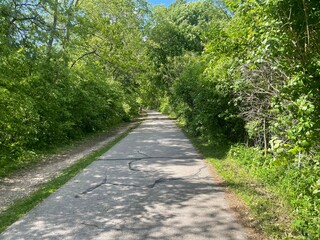 Fototapeta premium Forest Trail