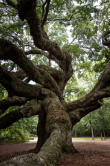 Angel Oak Tree, largest live oak east of the Mississippi river and tourist attraction to Charleston, South Carolina