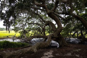 Giant live oak, covered in spanish moss, along the marsh waters and tall sea grass in background in Charleston, SC