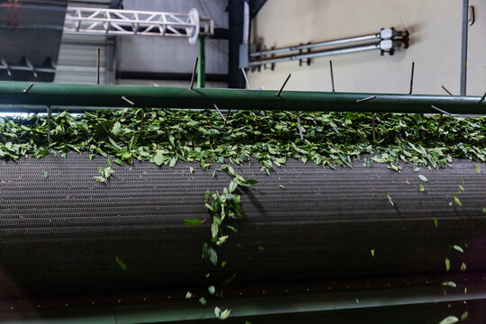Tea leaves falling from drying machine after harvest season