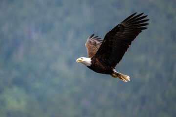 American bald eagle in flight